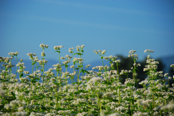 そばの花