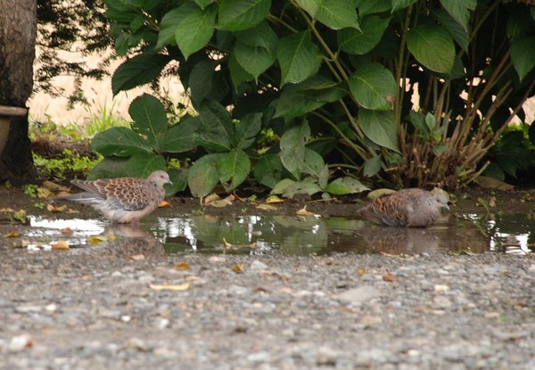 鳩の行水