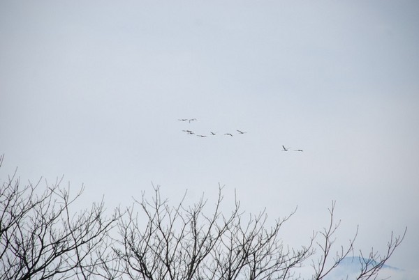 白鳥飛ぶ